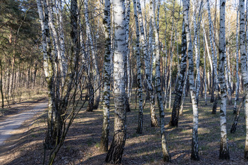 Birch grove in the forest in early spring.