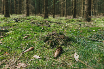 Tannenzapfen