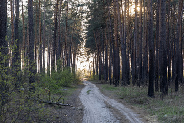 Dirt road in the forest in the rays of the setting sun.
