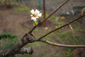 Alive cuttings on grafting pear tree with formed callus, young leaves and flowers.