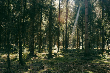Licht im Wald