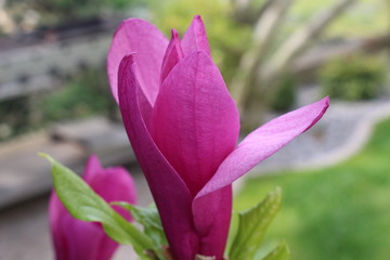 Pink Flower in the Garden