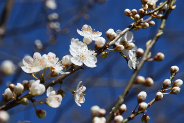 Tempo di primavera, rami dei alberi fioriti