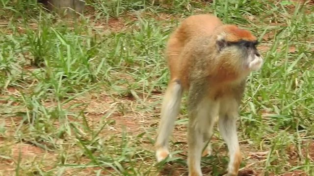 A shocked looking Proboscis Monkey in the mangrove forests of BorneoRhesus macaque (Macaca mulatta) in slow motion is one of the best-known species of Old World monkeys. Wild monkey family at sacred 