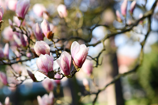 Beautiful pink magnolia tree blooming in the spring, Czech republic. Europe.