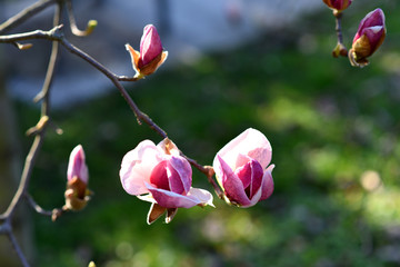 Beautiful pink magnolia tree blooming in the spring, Czech republic. Europe.