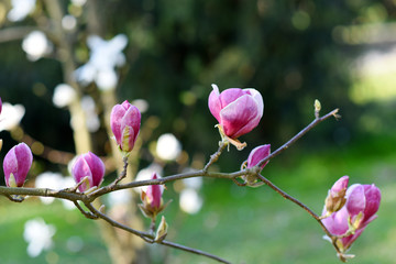 Beautiful pink magnolia tree blooming in the spring, Czech republic. Europe.