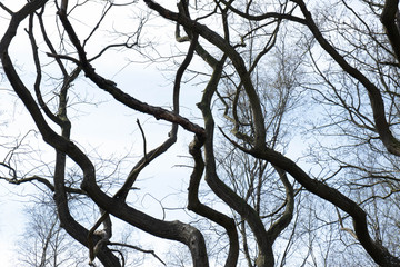 tree trunks curved by nature and time as scars on a gray sky