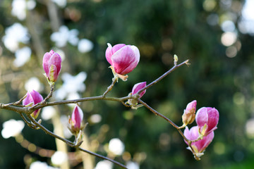 Beautiful pink magnolia tree blooming in the spring, Czech republic. Europe.