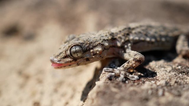 Moorish European Common Wall Gecko Young. Tarentola mauritanica is a species of gecko (Gekkota) native to the Mediterranean area