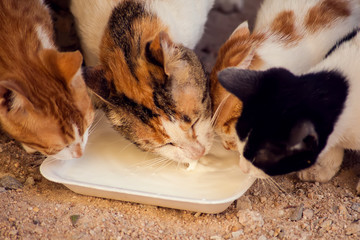 Stray cats eating food on the street. Pet protection concept