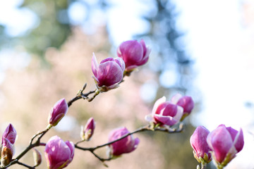 Fototapeta na wymiar Beautiful pink magnolia tree blooming in the spring, Czech republic. Europe.