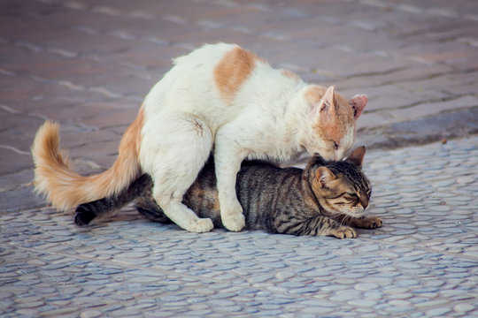 Stray cats having sex outdoor. Animal breeding