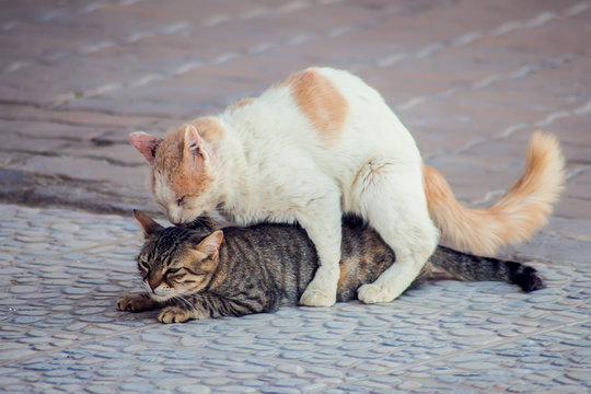 Stray cats having sex outdoor. Animal breeding
