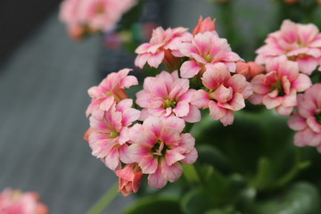 Small colored, pigmented flowers
