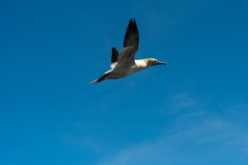 Flying Gannet birds , fous de bassan