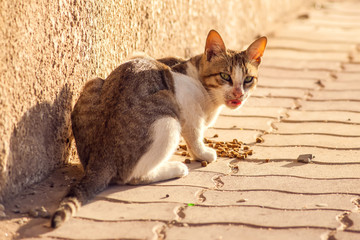 Fototapeta premium Stray cat eating food on the street. Pet protection concept