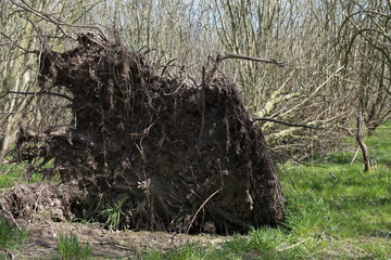 fallen tree after a strong hurricane