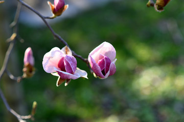 Beautiful pink magnolia tree blooming in the spring, Czech republic. Europe.