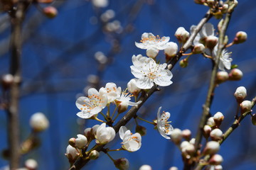 Tempo di primavera, rami dei alberi fioriti