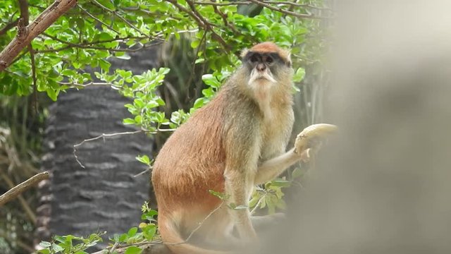A shocked looking Proboscis Monkey in the mangrove forests of BorneoRhesus macaque (Macaca mulatta) in slow motion is one of the best-known species of Old World monkeys. Wild monkey family at sacred 
