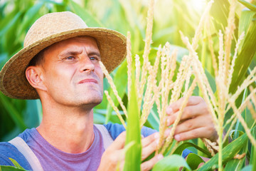 Young farmer looking at an ear of corn in a corn field.Shallow doff, copy space