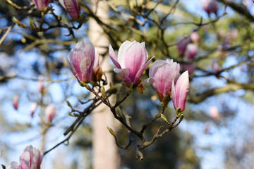 Beautiful pink magnolia tree blooming in the spring, Czech republic. Europe.