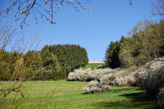 Wald und Schlehenb&uuml;sche