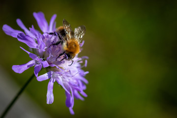 Wild bee on a spring flower collecting pollen and nectar