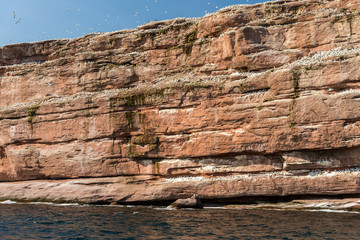 Colony of Gannet birds on rock cliffs, fous de bassan