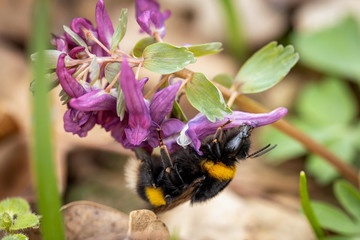 Bumblebee on a spring flower collecting pollen and nectar