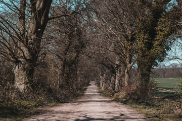 Fototapeta premium old trees without leaves and field road