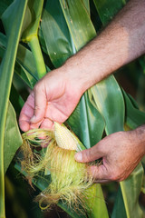 Farmer's hands holding an ear of corn in corn field.Unrecognizable person, shallow doff, close up