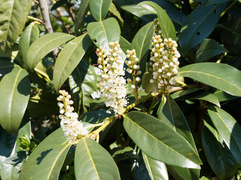 Prunus laurocerasus | Lorbeerkirsche oder Kirschlorbeer. Bl&uuml;tenst&auml;nde mit Knospen und ge&ouml;ffneten Wei&szlig; und Beige Bl&uuml;ten  