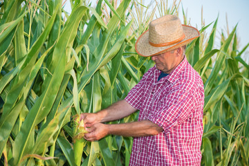 Senior man looking at ear of corn in green corn field.Shallow doff, copy space