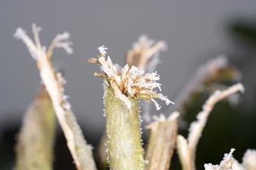 frost on the grass