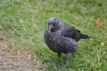 crow on the grass