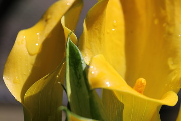 gelbe calla