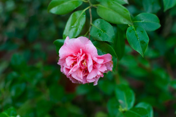 Blossoms of pink camellia , Camellia japonica in garden.
