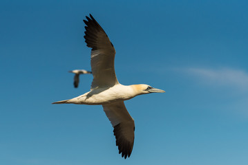 Flying Gannet birds , fous de bassan