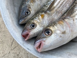 Fresh Mullet Fish for Cooking.