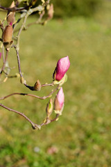 Beautiful pink magnolia tree blooming in the spring, Czech republic. Europe.