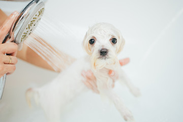 Puppy dog taking a shower. Bichon Maltese Dog.
