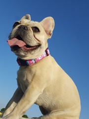 Buldog francuski szczęśliwy pies  - obrazy, fototapety, plakaty