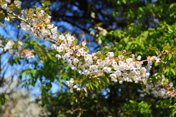 BRANCHE D'ARBRE CERISIER 2