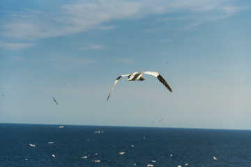 Flying Gannet birds , fous de bassan