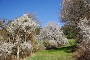 Schlehenbüsche