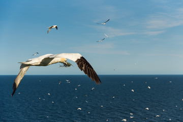 Fototapeta na wymiar Flying Gannet birds , fous de bassan