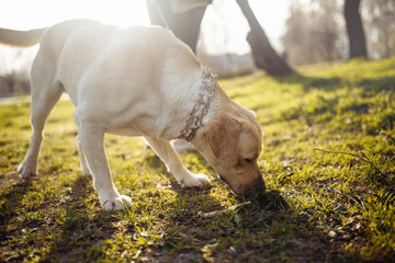Cheerful labrador retriever dog walks in the park with its owner on a sunny spring day. Young...