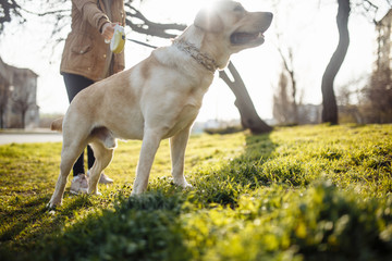 Obraz na płótnie Canvas Cheerful labrador retriever dog walks in the park with its owner on a sunny spring day. Young playful dog stands on the green grass on the soil ground. Happy pet concept.